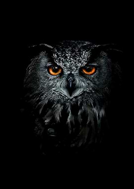 Intense Owl Portrait