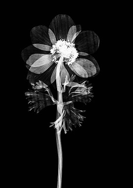X-ray image of an anemone flower