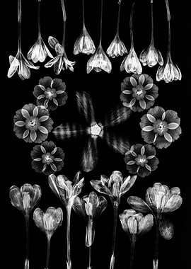 X-ray Flowers on Black Background