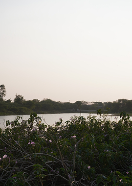 Wild Plants and Flowers by Lake at Sunset