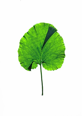 Green Leaf with Veins