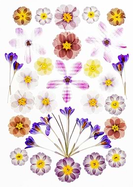 Collection of Pressed Flowers