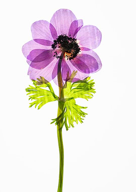 Purple Anemone Flower