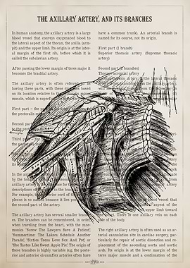 Axillary Artery Anatomy Illustration