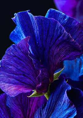 Vibrant Macro Blue Flower Bloom