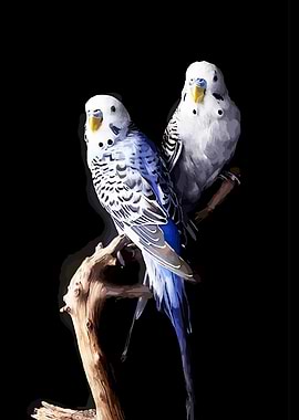 Two Budgies on a Branch