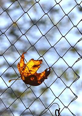 Autumn Leaf on Fence Blue Sky