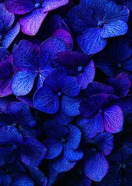 Vibrant Deep Blue Hydrangea Petals
