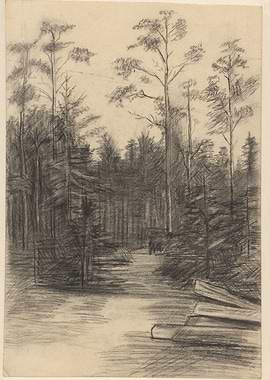 Forest Path with Fallen Logs