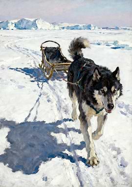 Husky pulling a sled in the snow