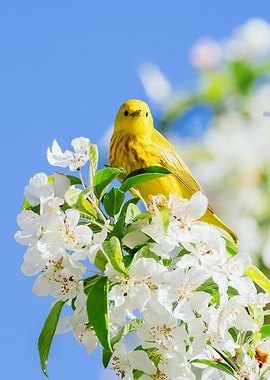 Yellow bird on blooming tree