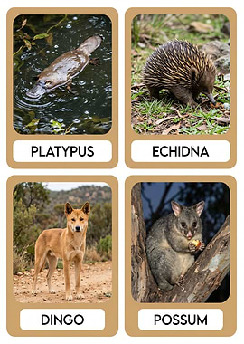 Australian Animals Flashcards