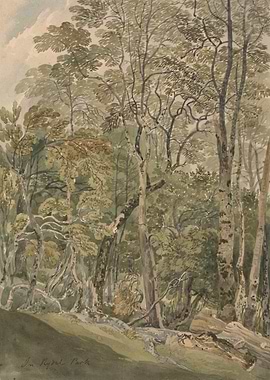 Forest Scene with Trees and Logs