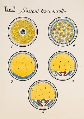 Embryonic Development Stages Illustration