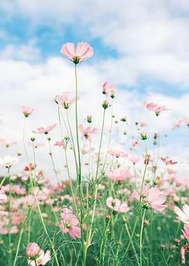 Pink Cosmos Flowers Under Blue Sky