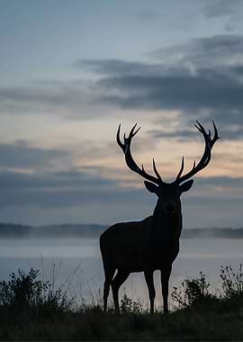 Majestic Stag Silhouetted Against Moody Sky