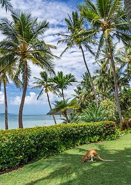 Wallaby Chillin' on Hamilton Island