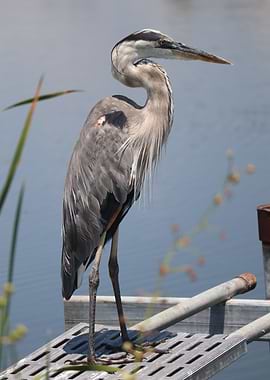 Great Blue Heron on Dock