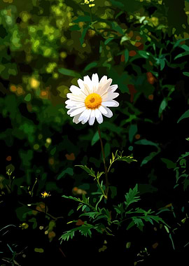 Single Daisy in Bloom