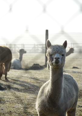 Alpaca in a Field