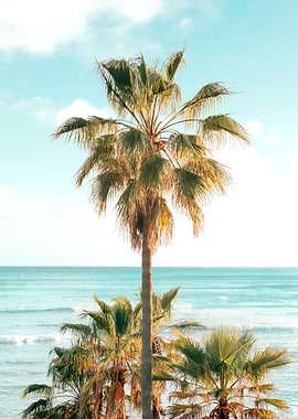 Ocean Palms