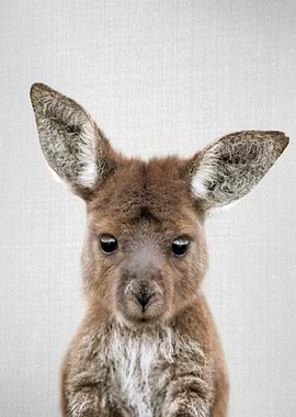 Baby Kangaroo