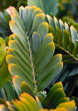 Close-up of the intensely green, textured leaves of Zamia furfuracea