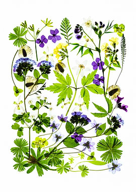 Assortment of Pressed Wildflowers