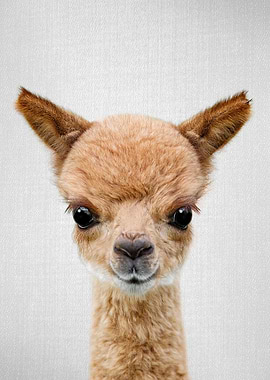 Baby Alpaca