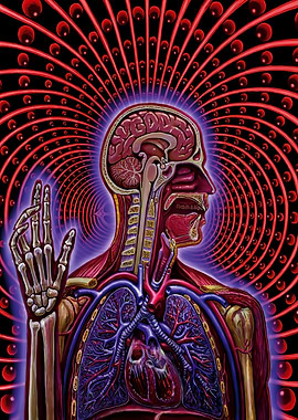 Anatomical Human Head and Torso