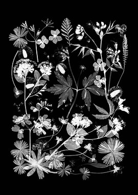 Botanical Study of Wildflowers