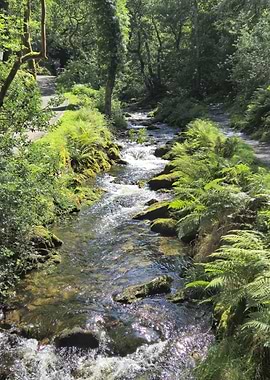 Sunlit Forest Stream - Peaceful Nature Photography Wall Art