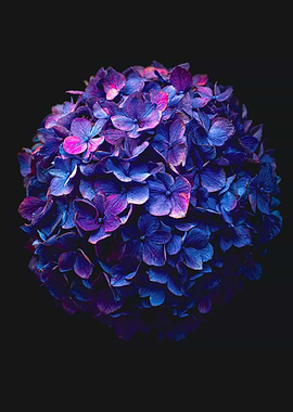 Deep Blue Purple Hydrangea Macro