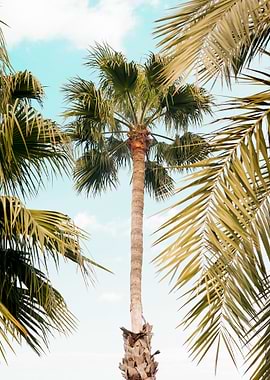 Palm Tree Breeze