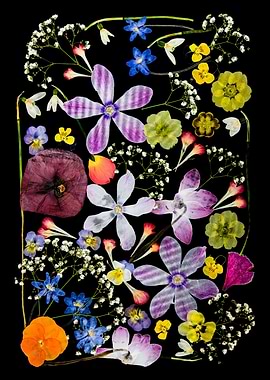 Pressed Flower Arrangement on Black