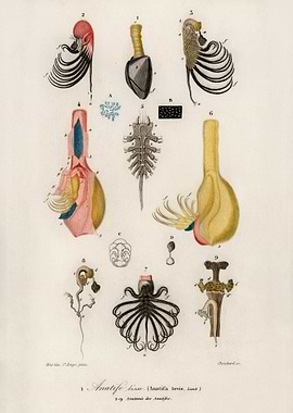 Anatomy of Anatife Lisse