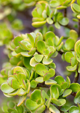Close-up of Jade Plant leaves