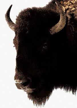Bison Retro Portrait