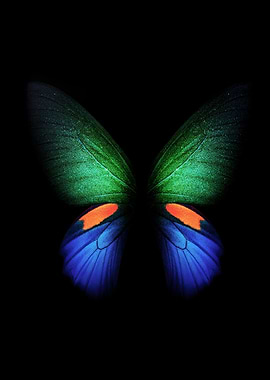 Butterfly wings wallpaper