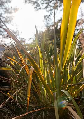 Sunlit Flax Leaves