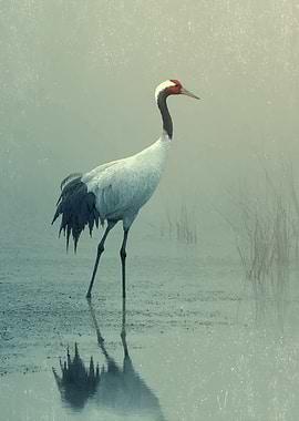 Sarus Crane in Misty Wetland