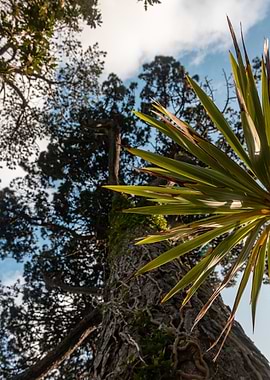 Looking up at a large tree