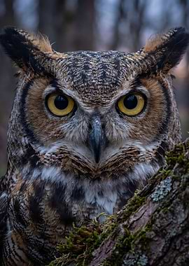 Great Horned Owl Close-up