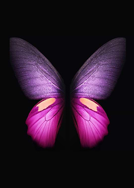 Purple and Pink Butterfly Wings