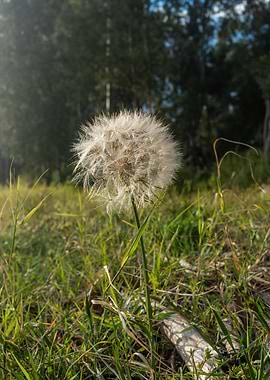 Dandelion seed head in grass