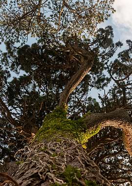Looking up at a large tree trunk