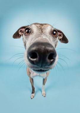 Close-up of a Whippet dog's face