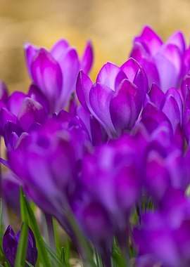 Purple Crocus Flowers in Bloom