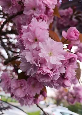 Pink Cherry Blossoms