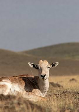 Young gazelle resting in dry grass